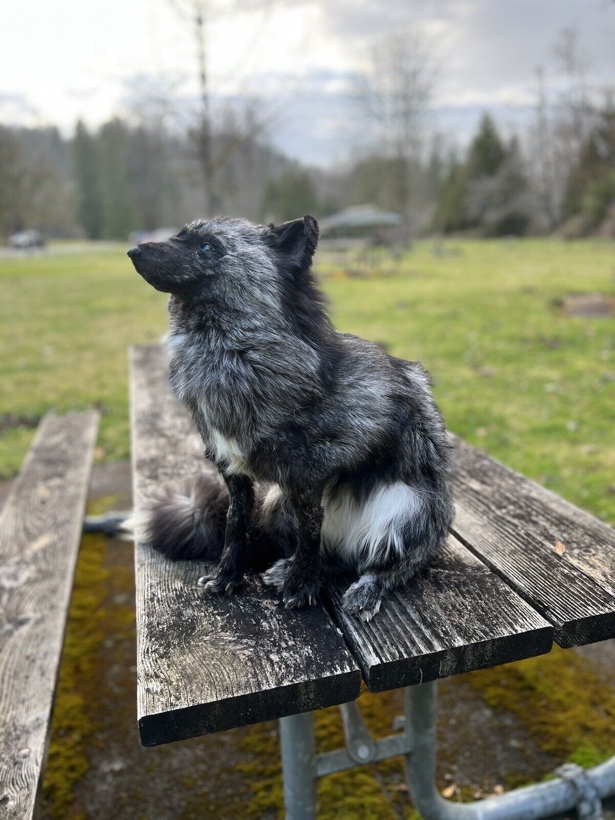 Gray  Fox Life Size Taxidermy Mount