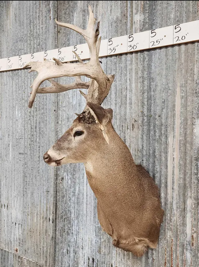 White Tail Deer Real  Antler  Taxidermy Wall Mount- shoulder mount