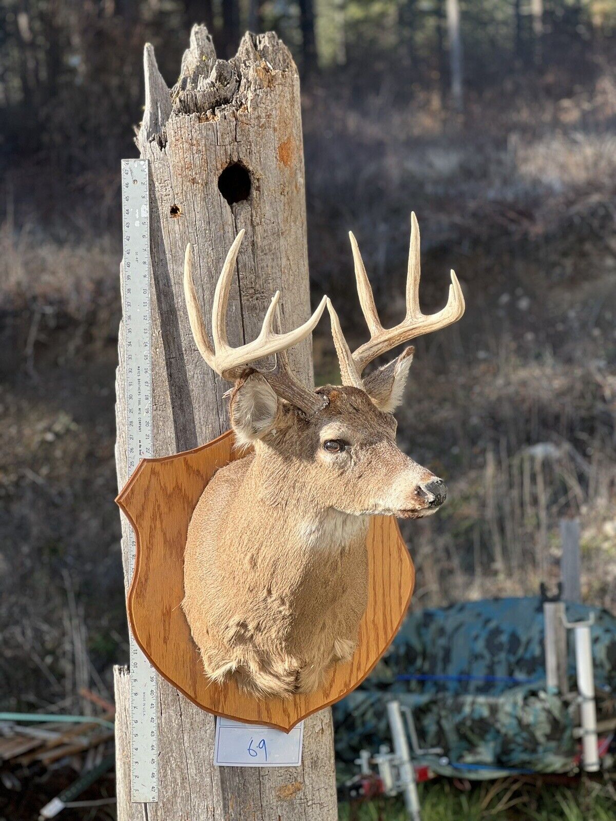Shoulder Mount   White Tail Deer Real  Antler  Taxidermy Wall Mount