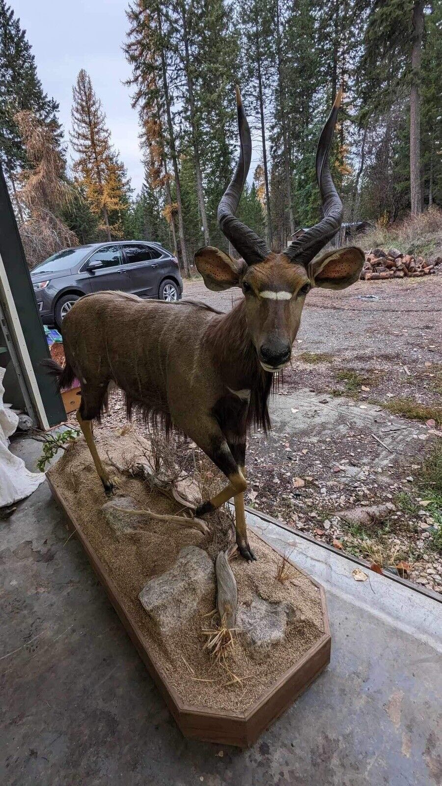 Nyala  Full Size Taxidermy Mount