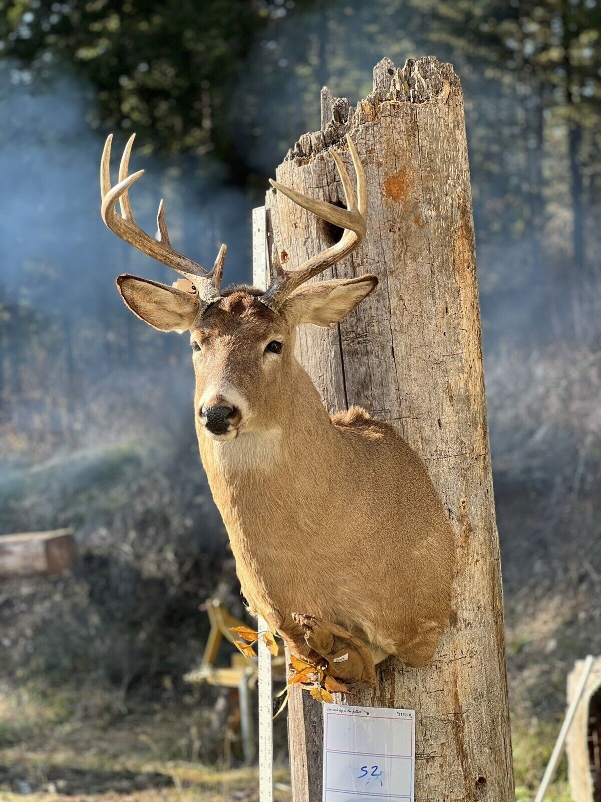 Shoulder Mount   White Tail Deer Real  Antler  Taxidermy Wall Mount