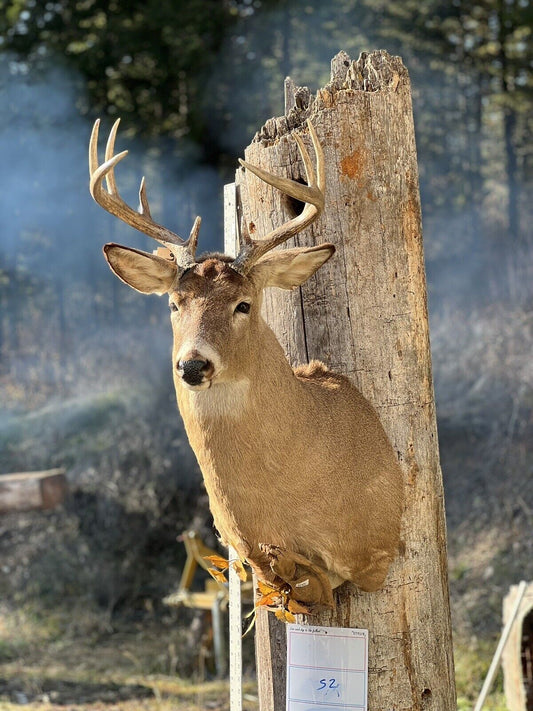 Shoulder Mount   White Tail Deer Real  Antler  Taxidermy Wall Mount