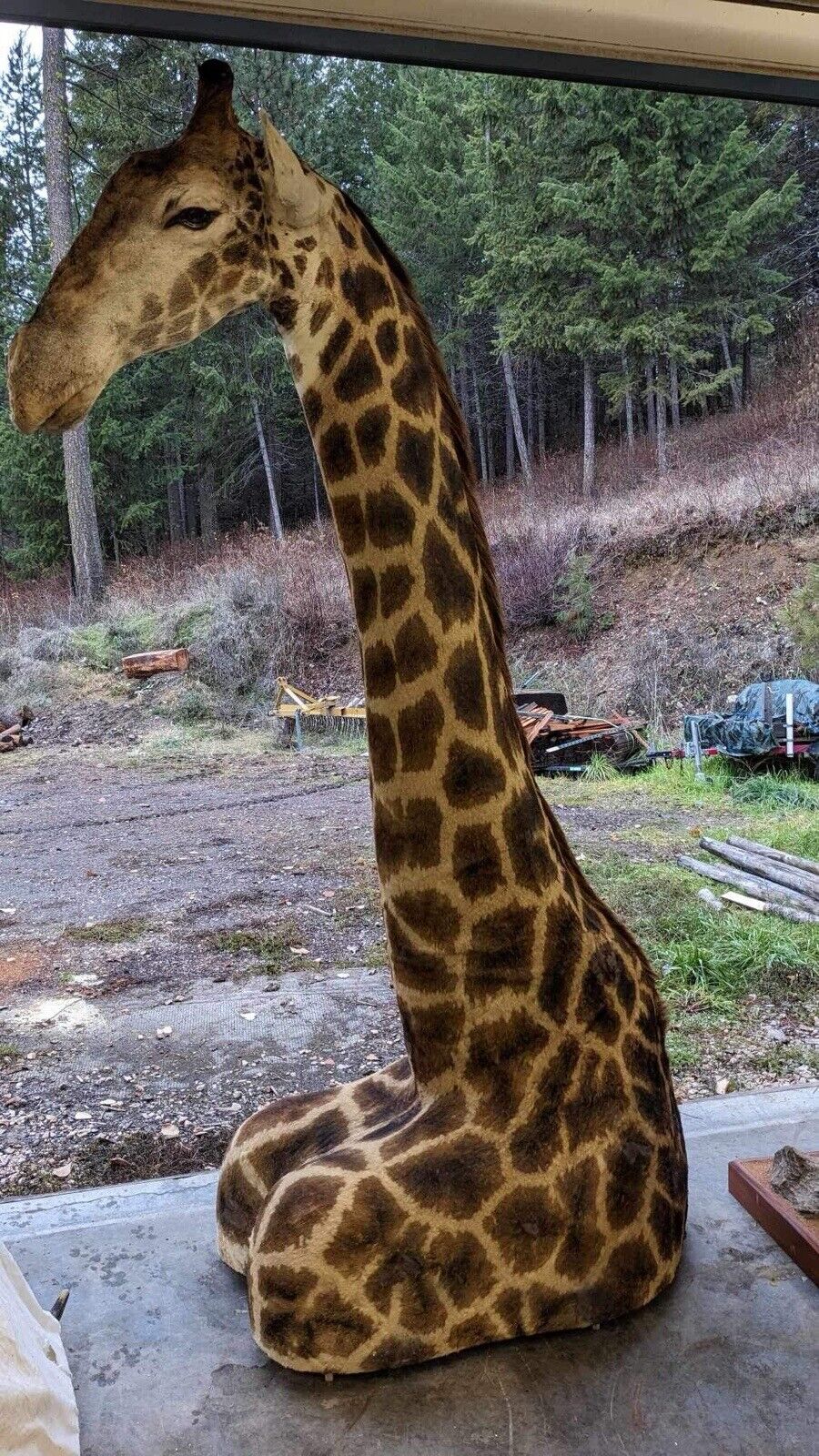 African Giraffe Taxidermy Shoulder Mount