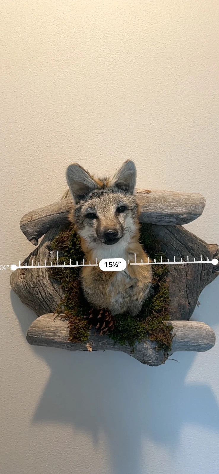 Beautiful Grey Fox Taxidermy Wall Mount In Den