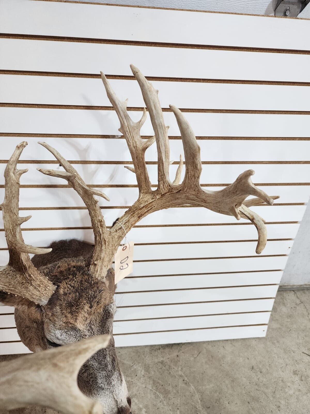 White Tail Deer Real  Antler  Taxidermy Wall Mount 200 CLASS ANTLERS
