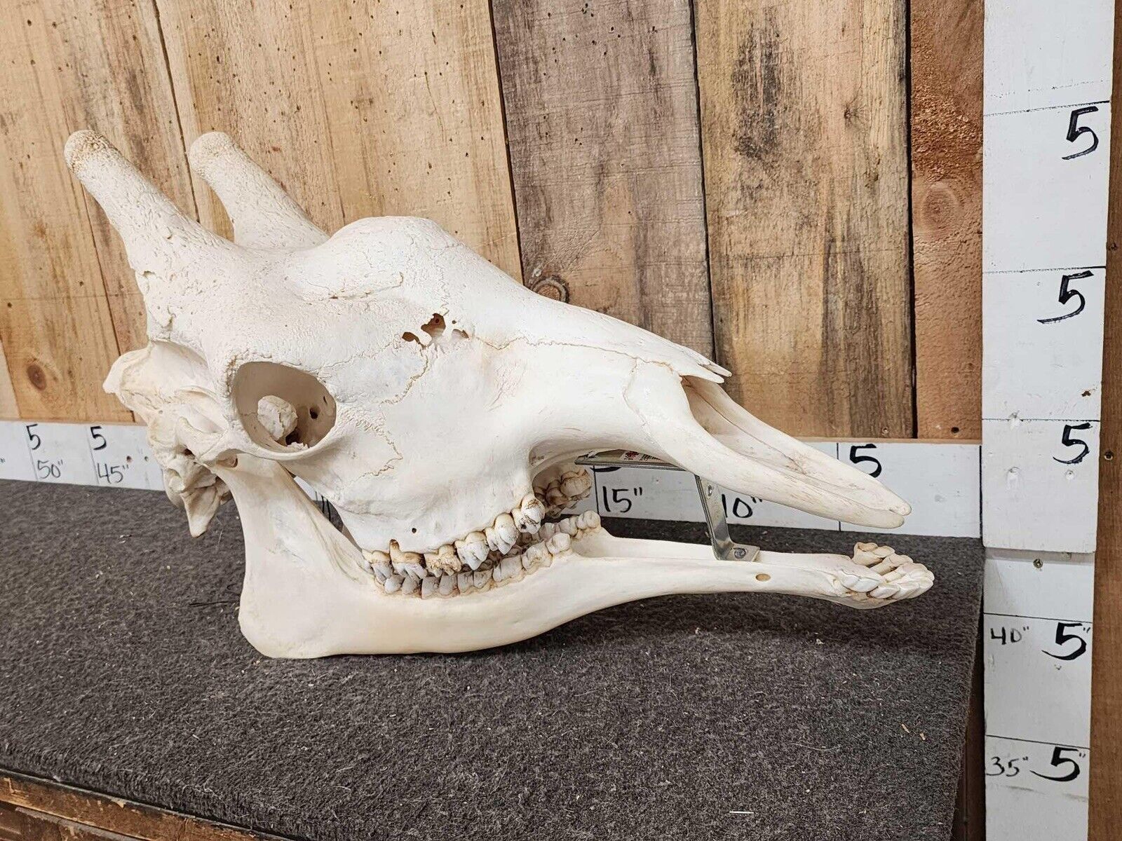 Real Giraffe Skull (Female) - Giraffa camelopardalis - Full Upper and Lower Jaws