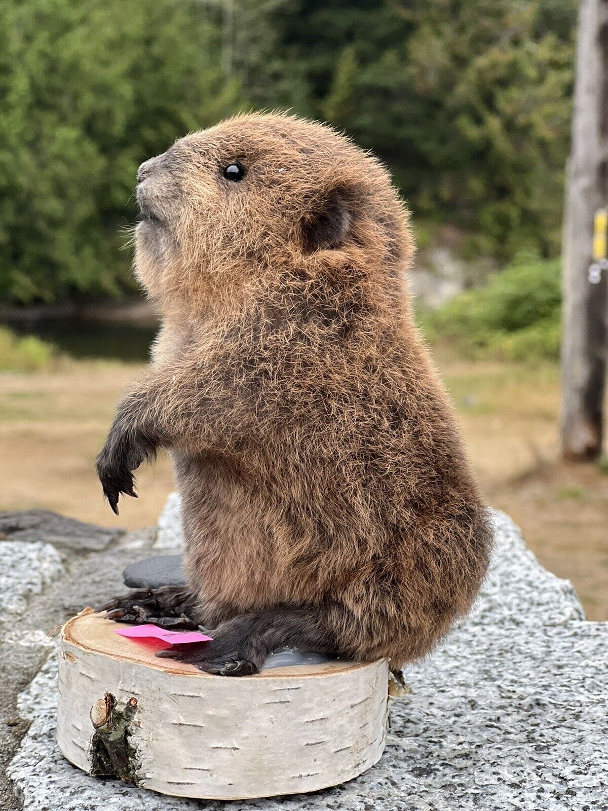 Museum Quality Beautiful Adorable Fatty Beaver Kit Taxidermy Mount Art Wildlife