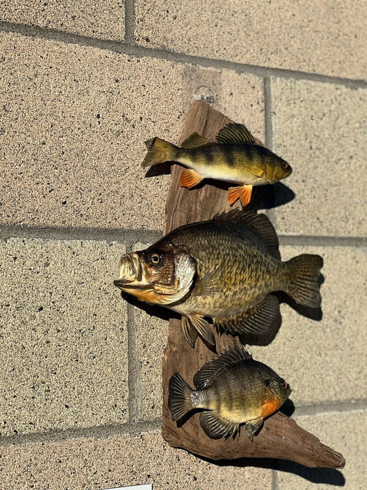 Beautiful Sunfish Crappie Perch Fish Taxidermy Wall Mount Art Wildlife