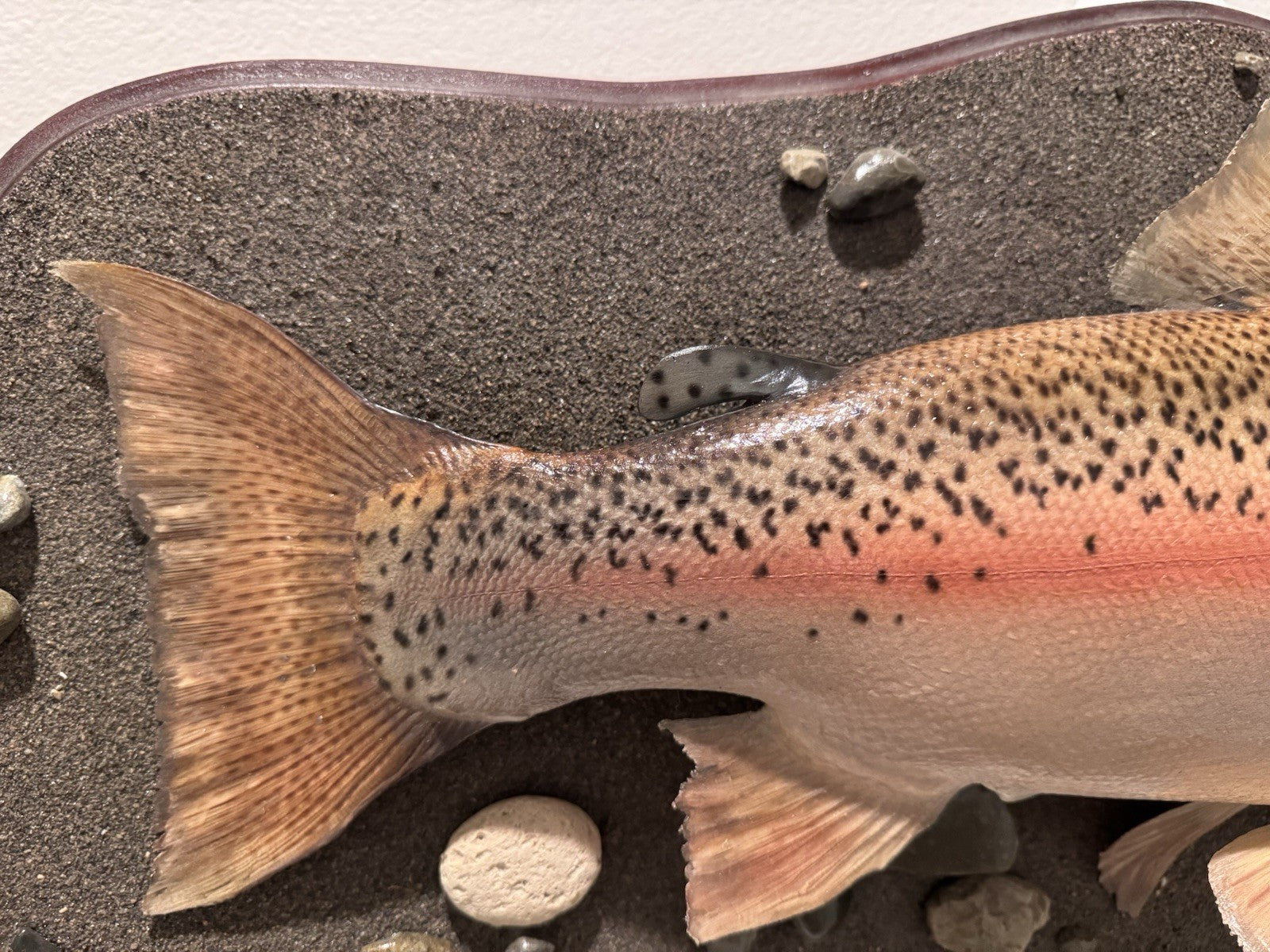 26" Rainbow Trout Fish Taxidermy Wall Mount
