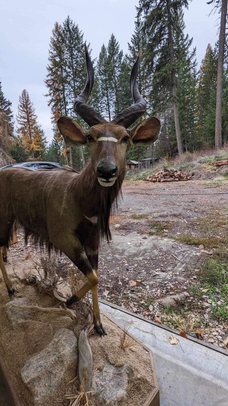 Nyala  Full Size Taxidermy Mount