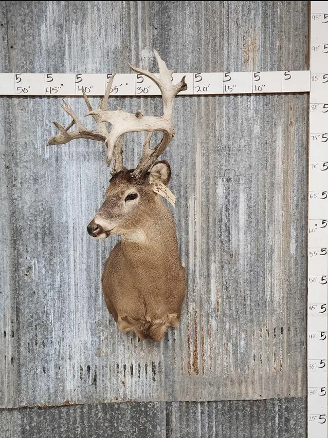 White Tail Deer Real  Antler  Taxidermy Wall Mount- shoulder mount