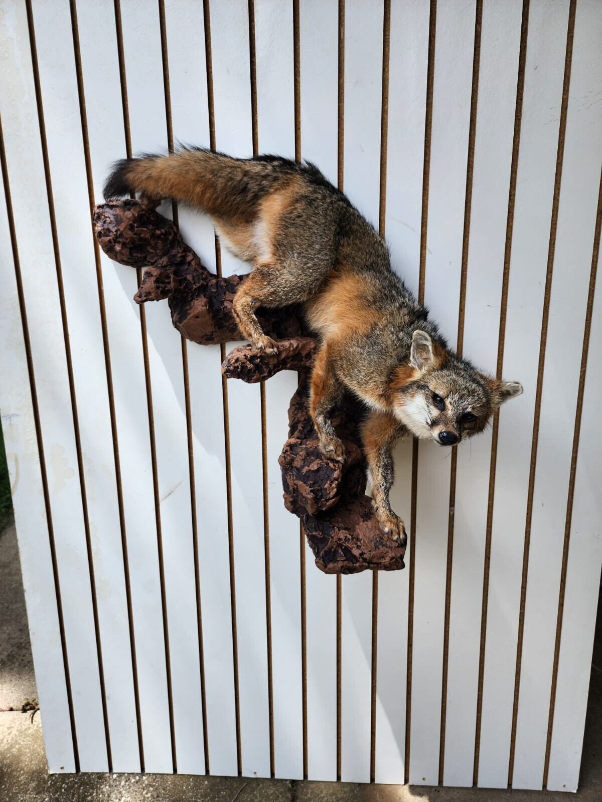 Grey Fox Taxidermy Full Body Mount Cabin Camp Man Cave Home Decor Wall Mount Log
