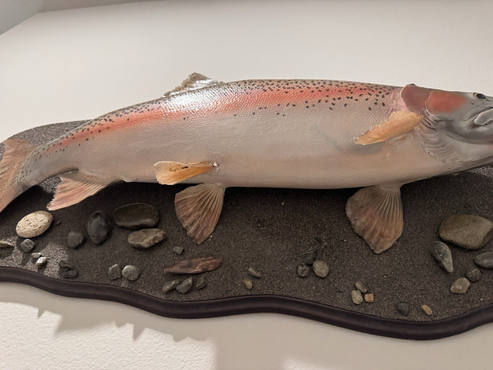 26" Rainbow Trout Fish Taxidermy Wall Mount