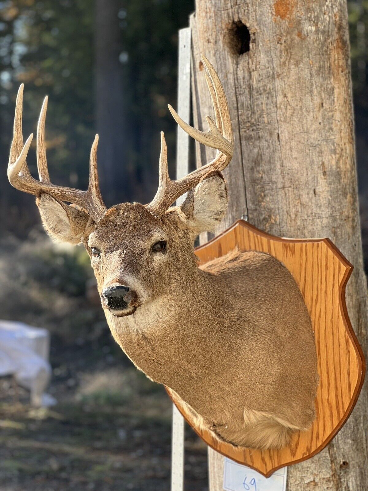 Shoulder Mount   White Tail Deer Real  Antler  Taxidermy Wall Mount