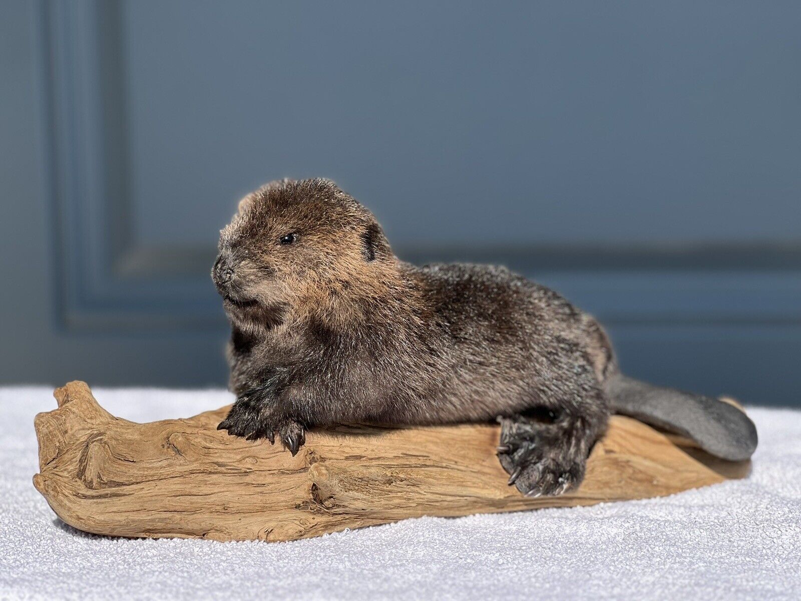 Museum Quality Beautiful Adorable Fatty Beaver Kit Taxidermy Mount Art Wildlife