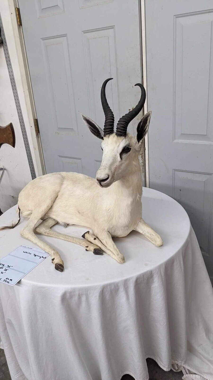 White springbok Taxidermy Full Body Mount