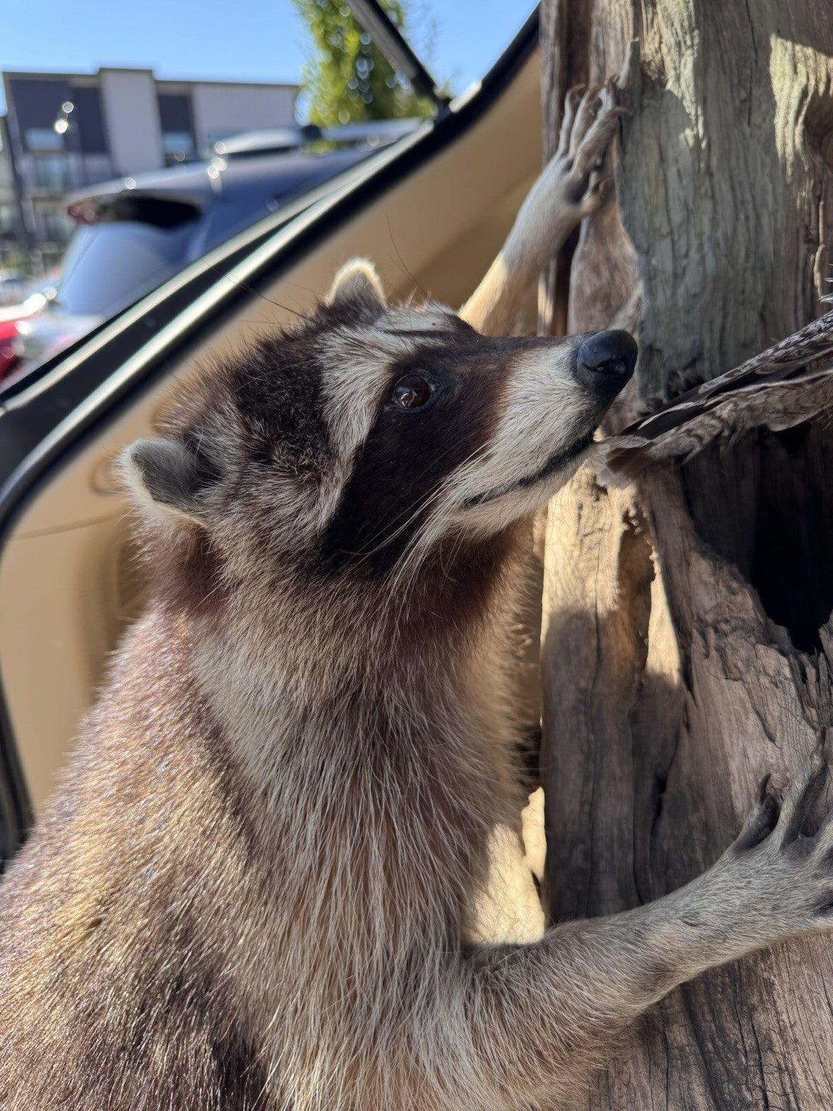 Two Raccoon Full Body Taxidermy Wall Mount  /  Long Fluffy Fur on  Wooden Log