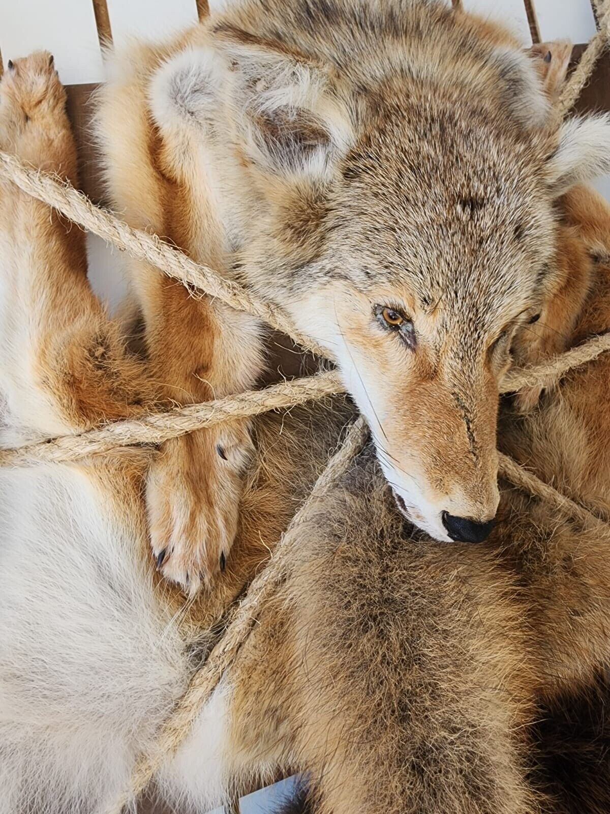 Coyote Beaver Fur Trappers Pack Mount Taxidermy Cabinet Wall Mount