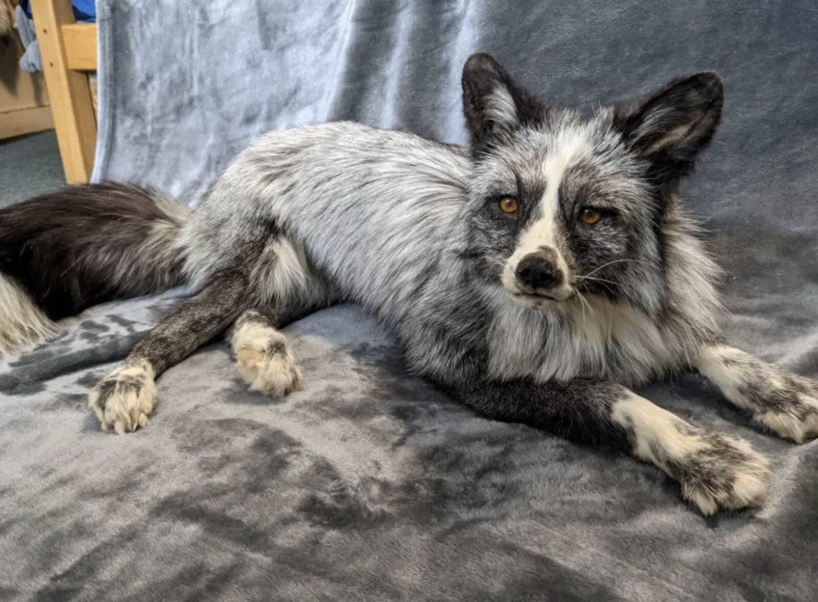Beautiful Darker Silver Fox Softmount  Taxidermy