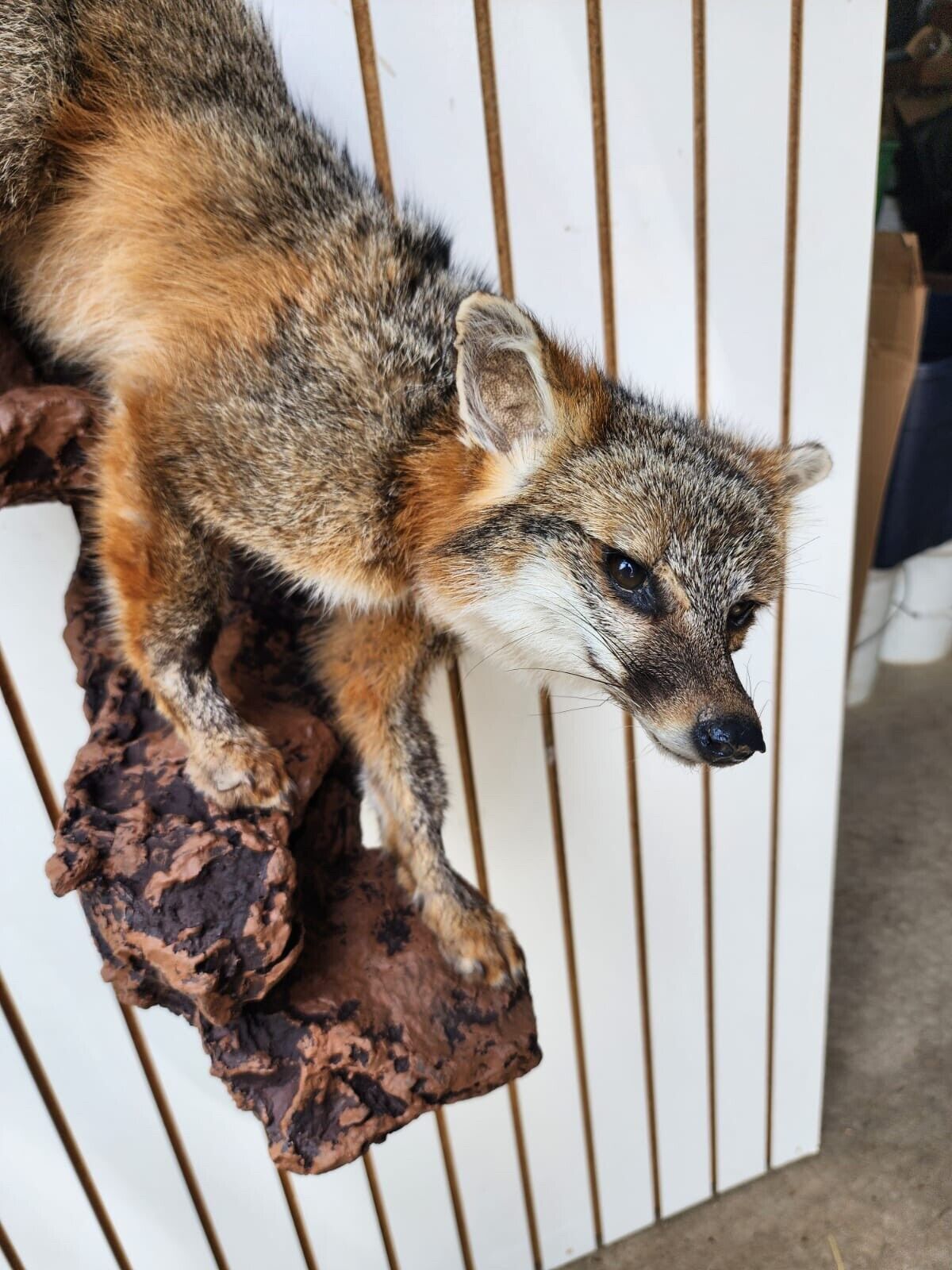 Grey Fox Taxidermy Full Body Mount Cabin Camp Man Cave Home Decor Wall Mount Log