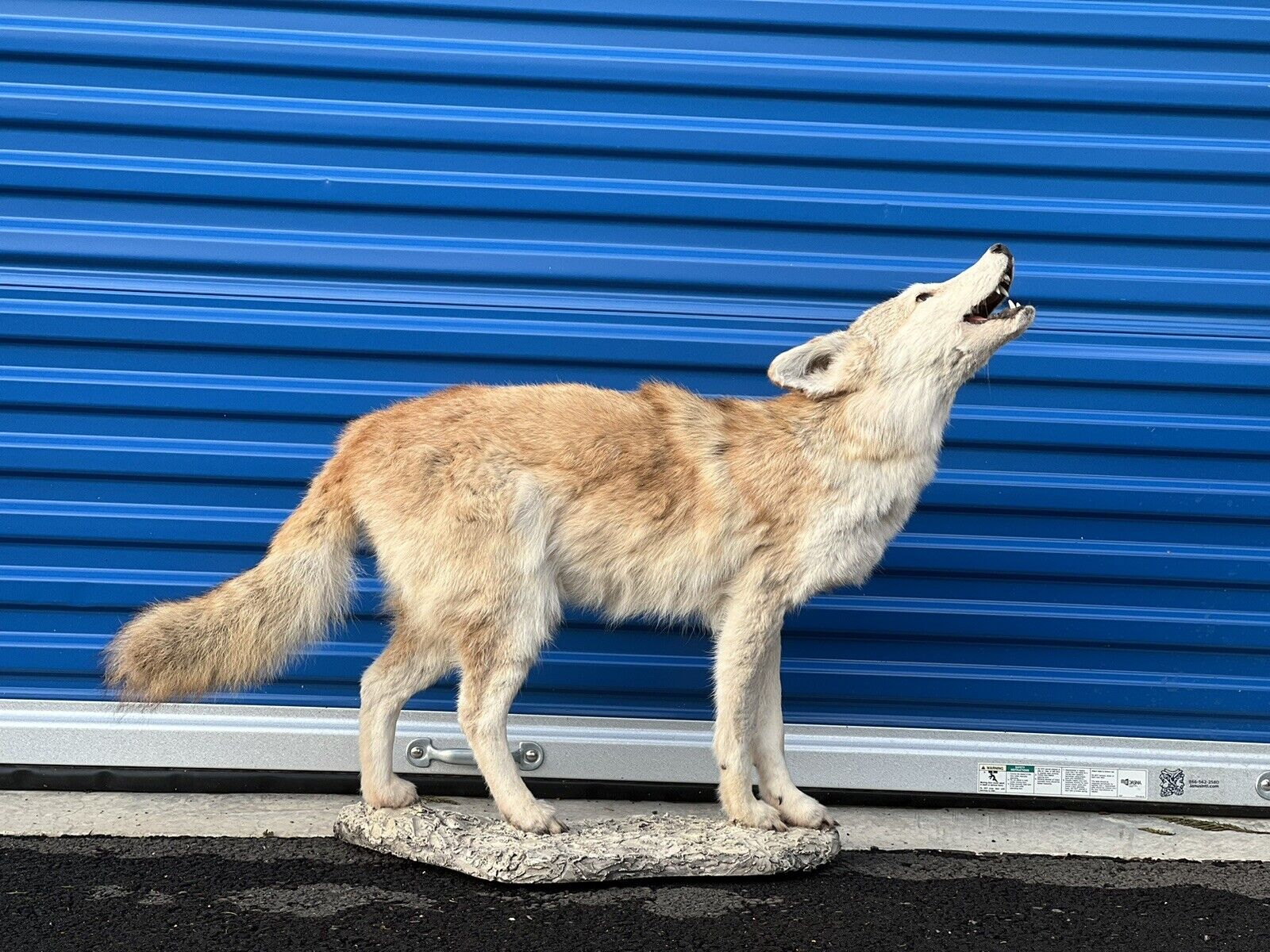 Beautiful Howling Coyote Taxidermy Life Size Mount