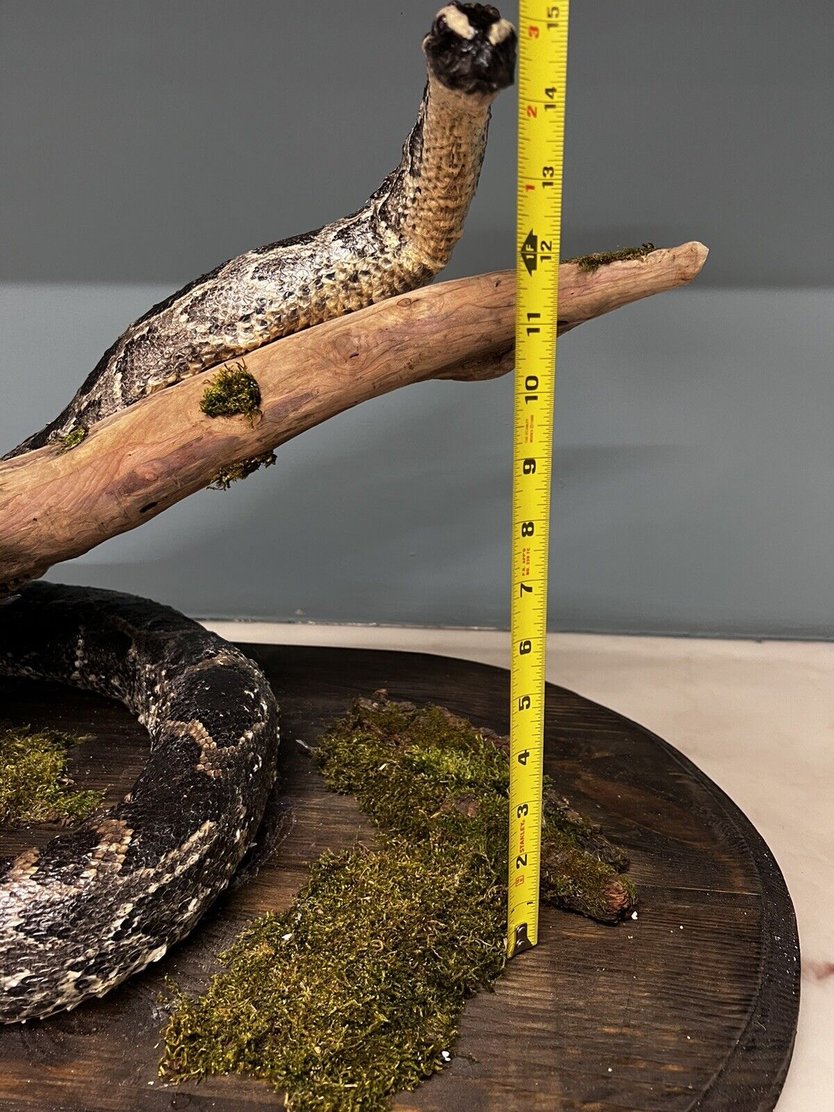 Python Snake Taxidermy Mount