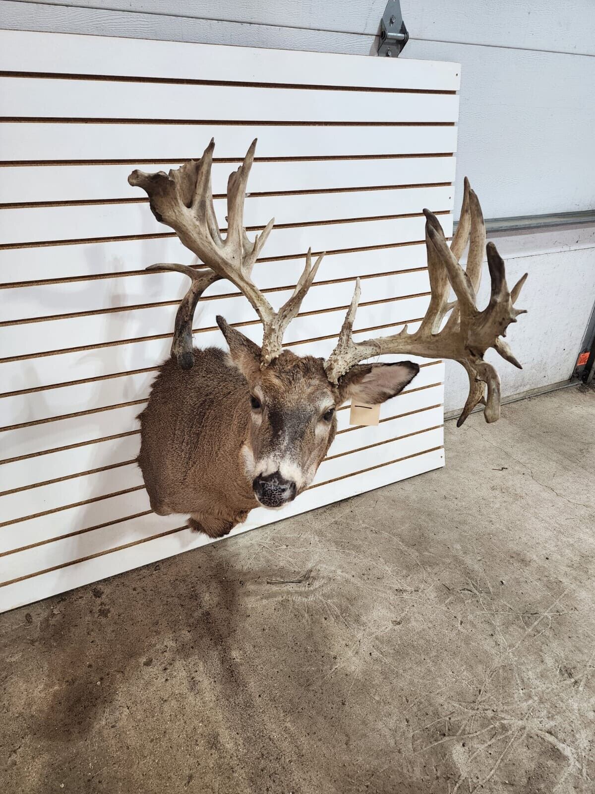 White Tail Deer Real  HUGE Antler  Taxidermy Wall Mount 300 CLASS ANTLERS