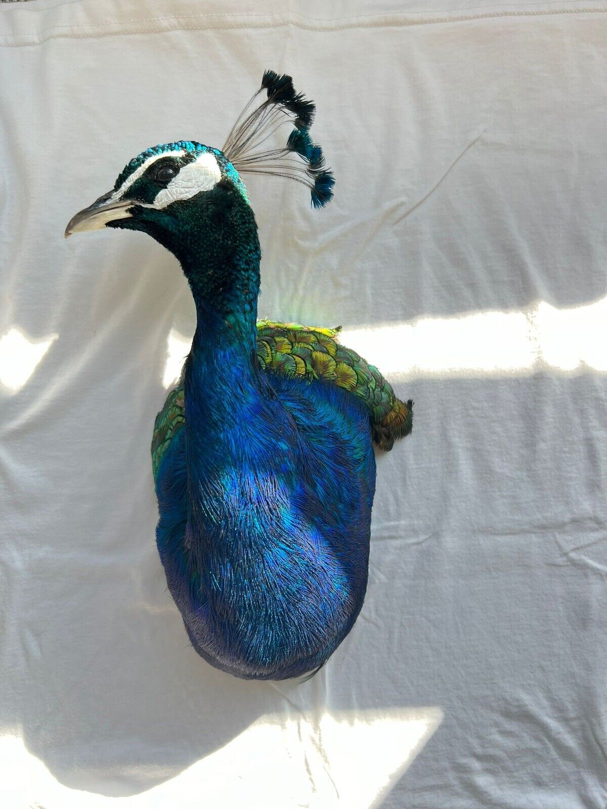 Museum quality MALE PEACOCK  Shoulder Taxidermy WALL-Mount