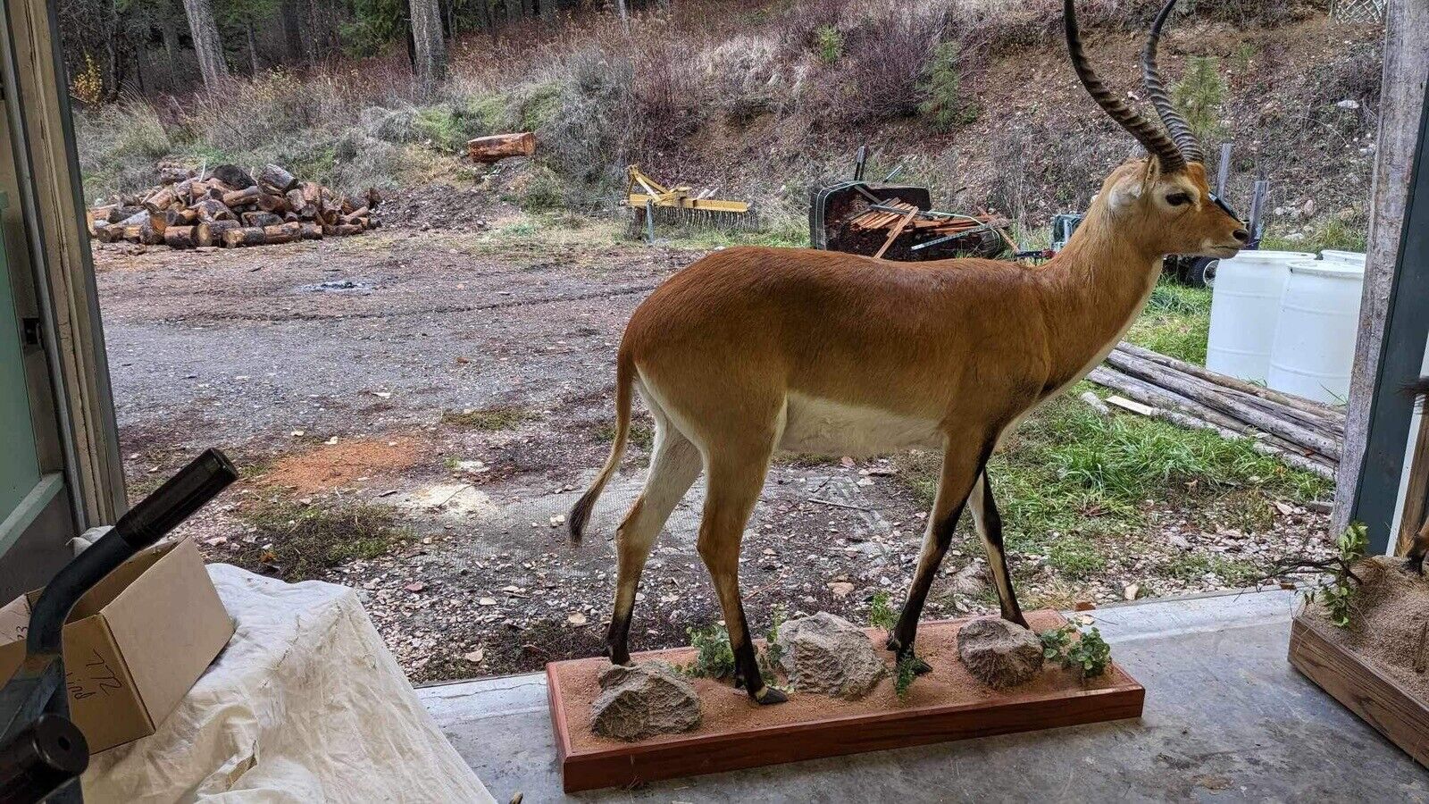 African Gazelle| Deer|  Kafue Flats Lechwe Full Body Taxidermy Mount