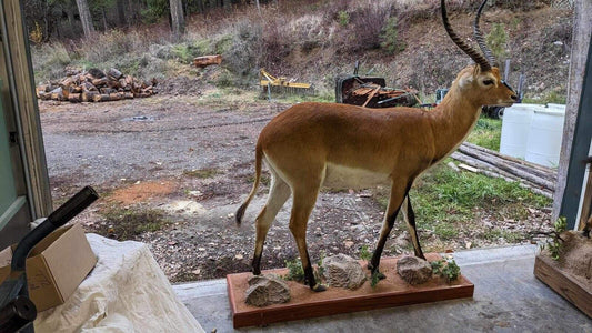 African Gazelle| Deer|  Kafue Flats Lechwe Full Body Taxidermy Mount