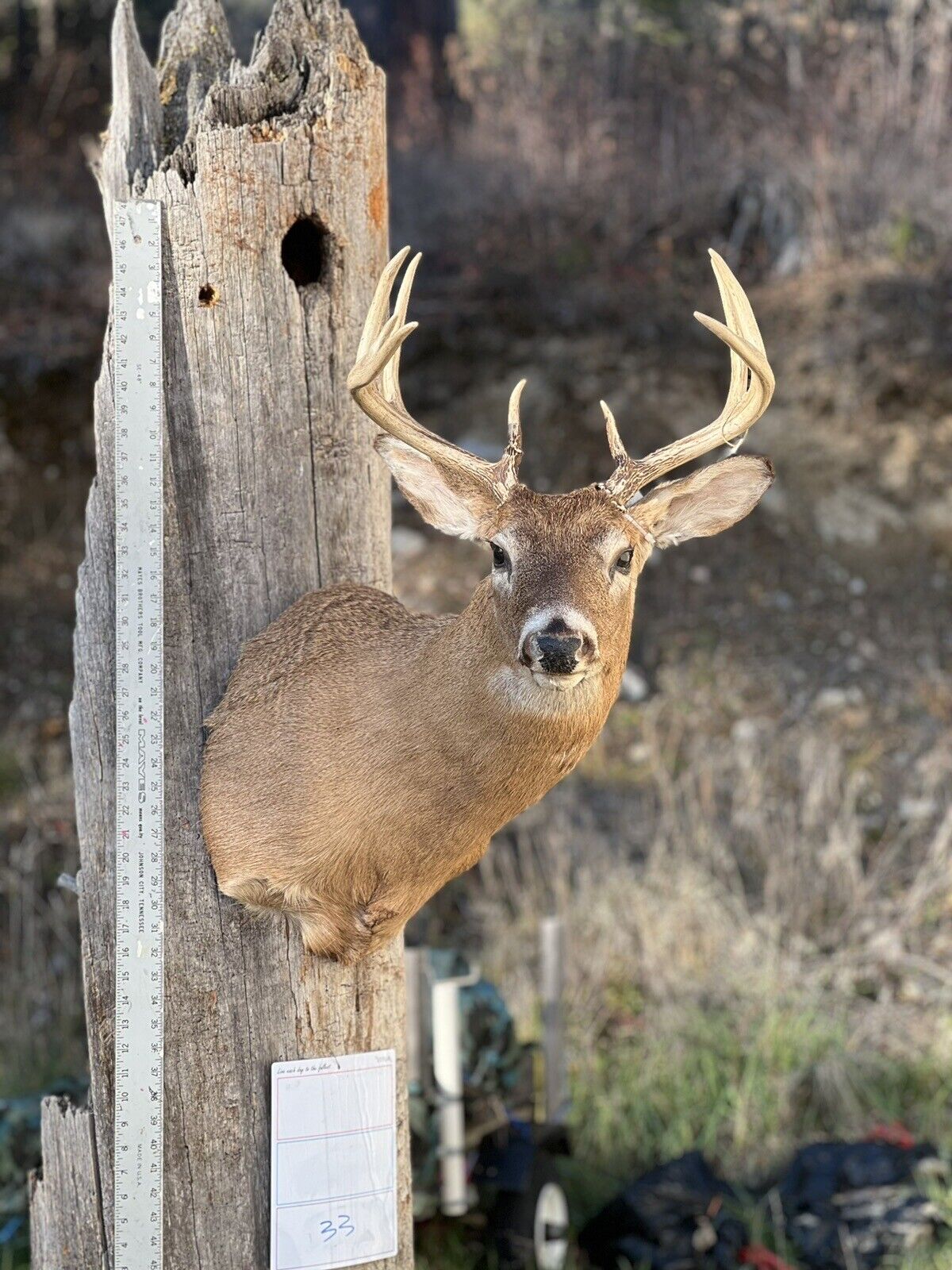 Shoulder Mount   White Tail Deer Real  Antler  Taxidermy Wall Mount