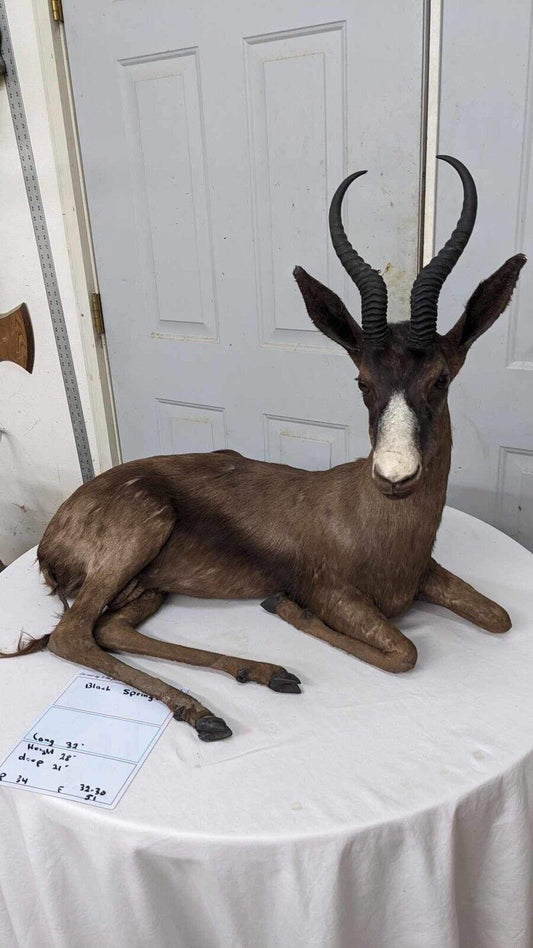 Black springbok Taxidermy Full Body Mount