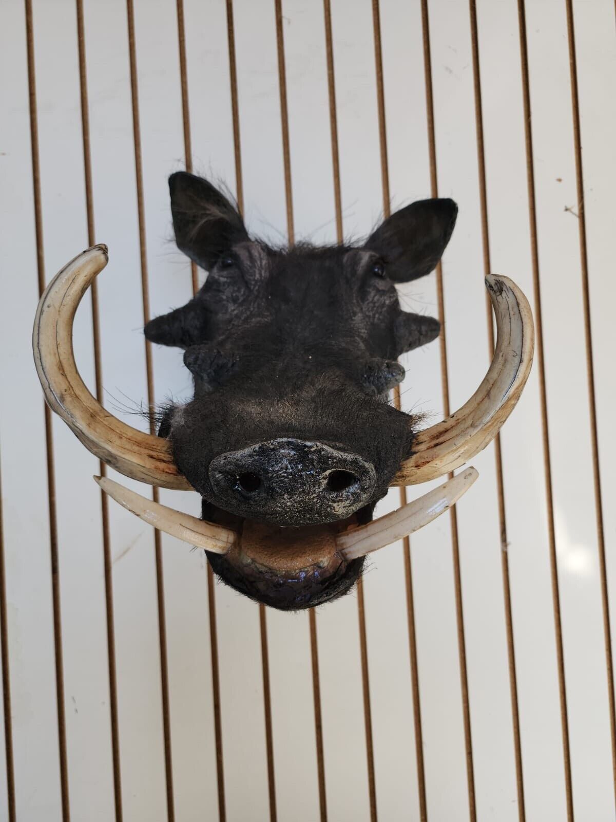African Warthog Shoulder Taxidermy Mount