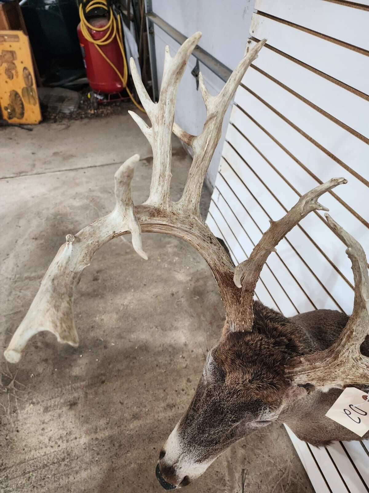 White Tail Deer Real  Antler  Taxidermy Wall Mount 200 CLASS ANTLERS