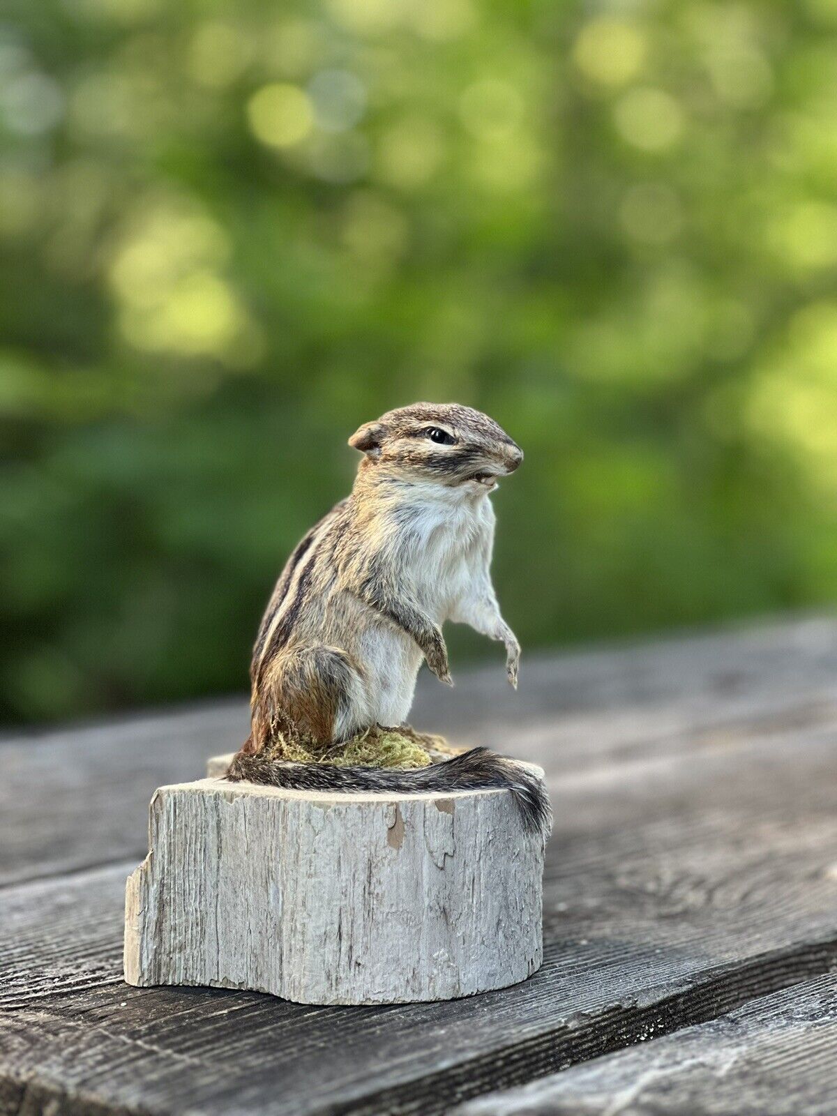 New Beautiful Chipmunk Taxidermy Mount