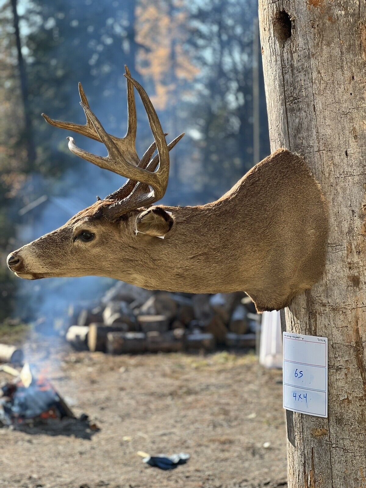 Shoulder Mount   Mule Deer Real  Antler  Taxidermy Wall Mount