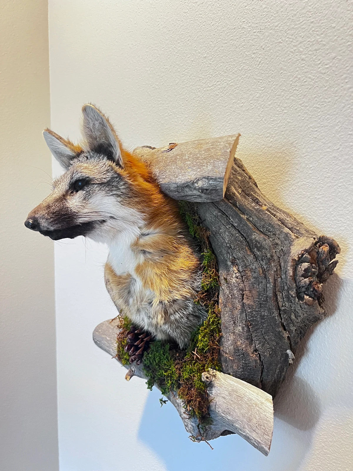 Beautiful Grey Fox Taxidermy Wall Mount In Den
