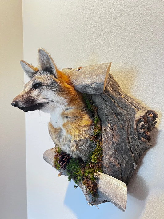 Beautiful Grey Fox Taxidermy Wall Mount In Den
