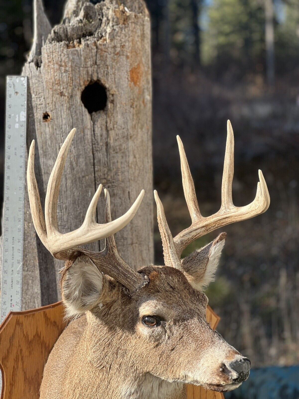 Shoulder Mount   White Tail Deer Real  Antler  Taxidermy Wall Mount