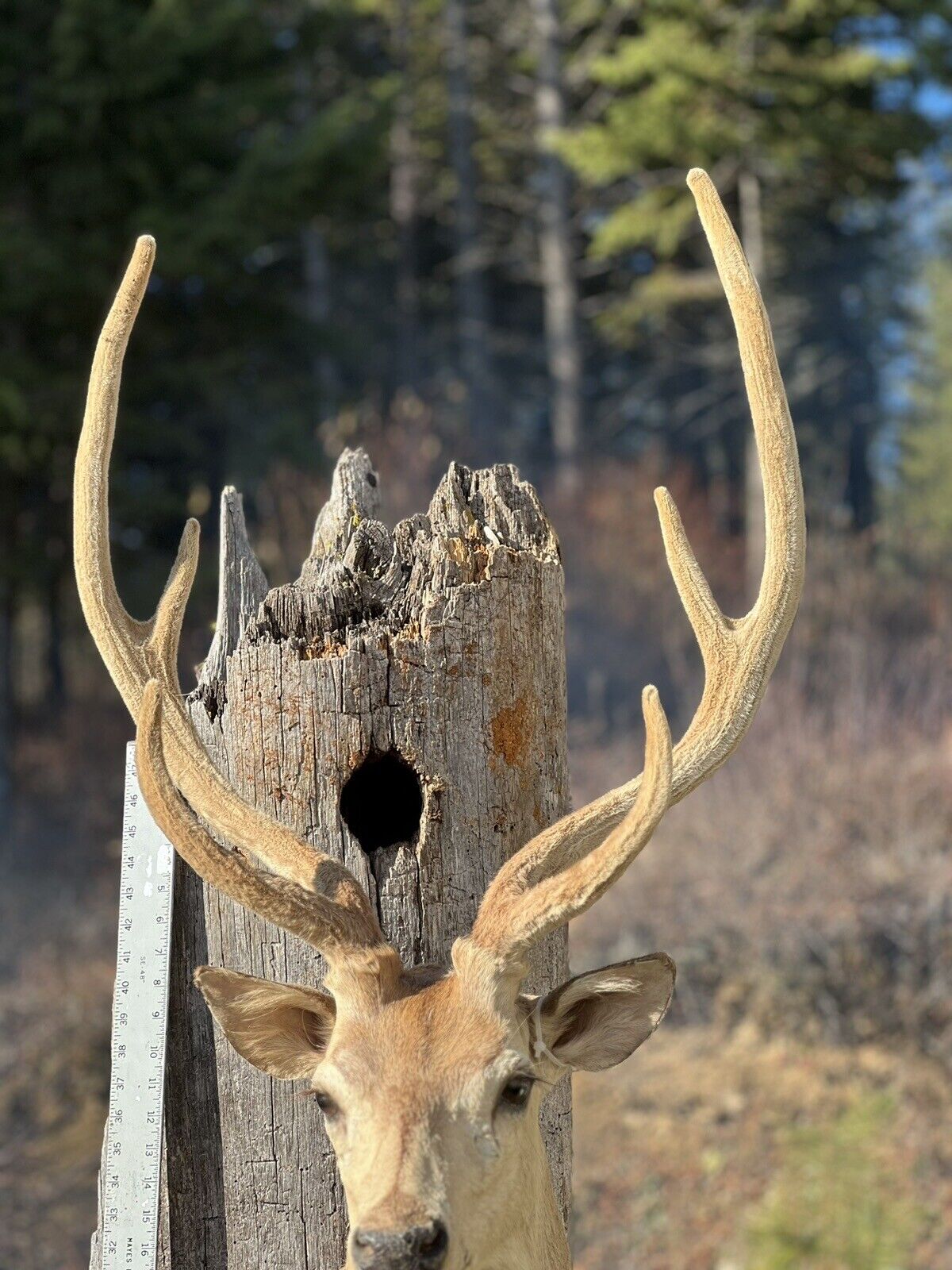 Axis Deer Real Velvet Antler  Taxidermy Wall Shoulder Mount