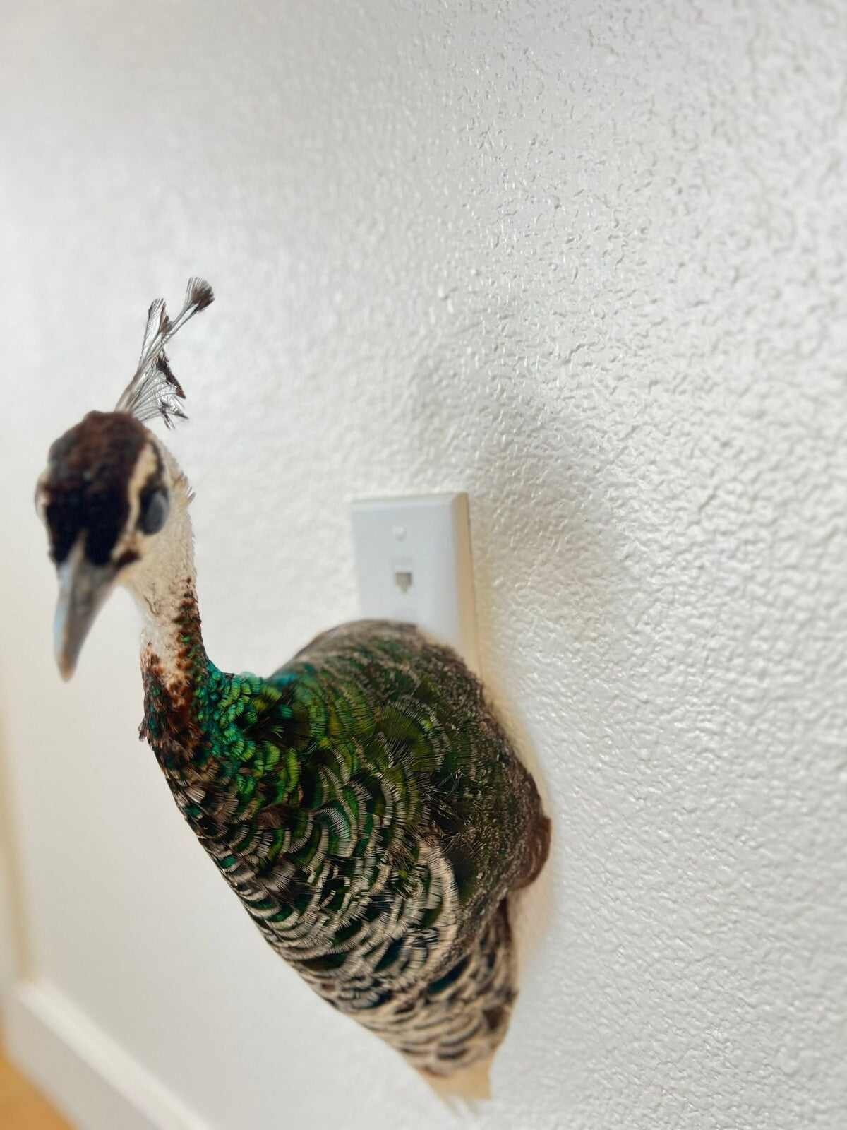 Museum quality FEMALE PEACOCK  Shoulder Taxidermy WALL-Mount