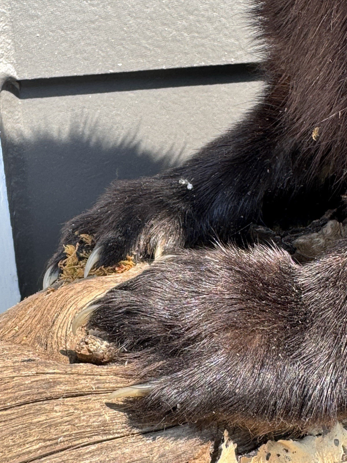 Fisher Life-Size Taxidermy Wall Mount