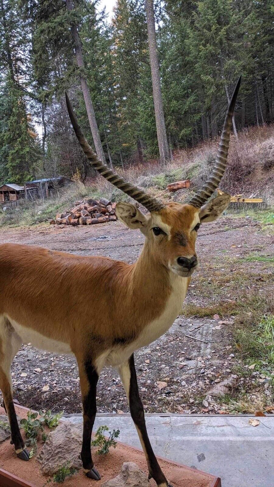 African Gazelle| Deer|  Kafue Flats Lechwe Full Body Taxidermy Mount