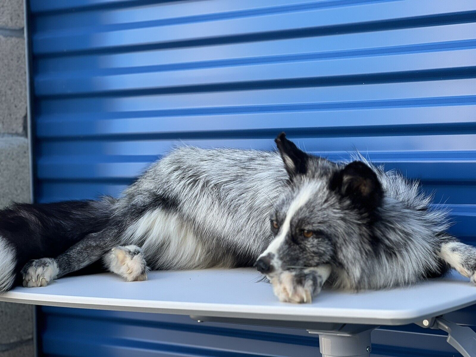 Silver White Mark Fox Soft Mount Taxidermy- High Museum Quality