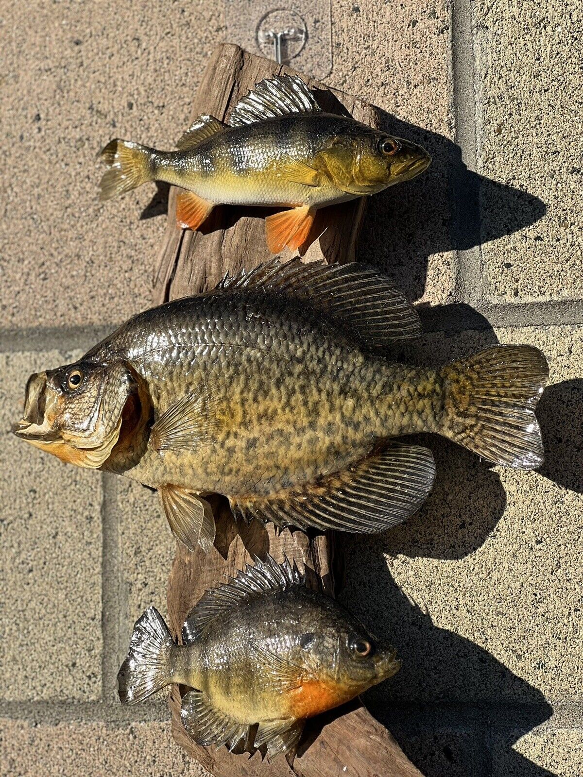 Beautiful Sunfish Crappie Perch Fish Taxidermy Wall Mount Art Wildlife