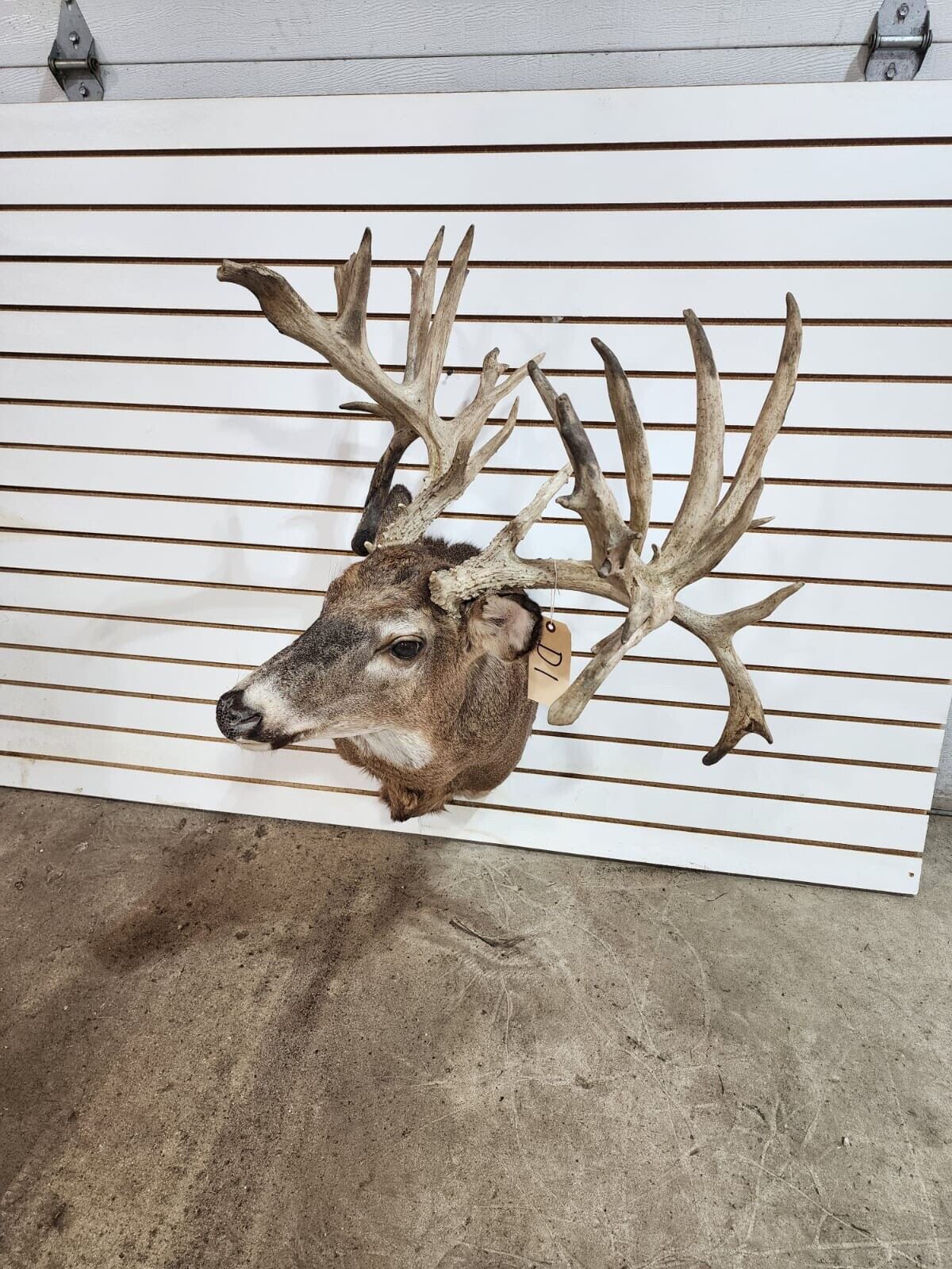 White Tail Deer Real  HUGE Antler  Taxidermy Wall Mount 300 CLASS ANTLERS