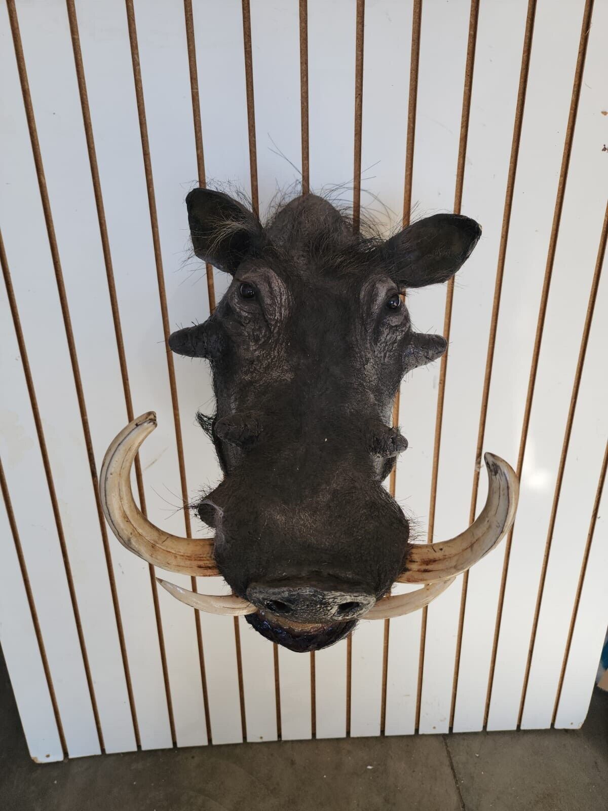 African Warthog Shoulder Taxidermy Mount