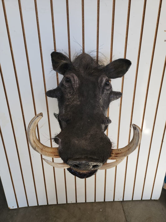 African Warthog Shoulder Taxidermy Mount