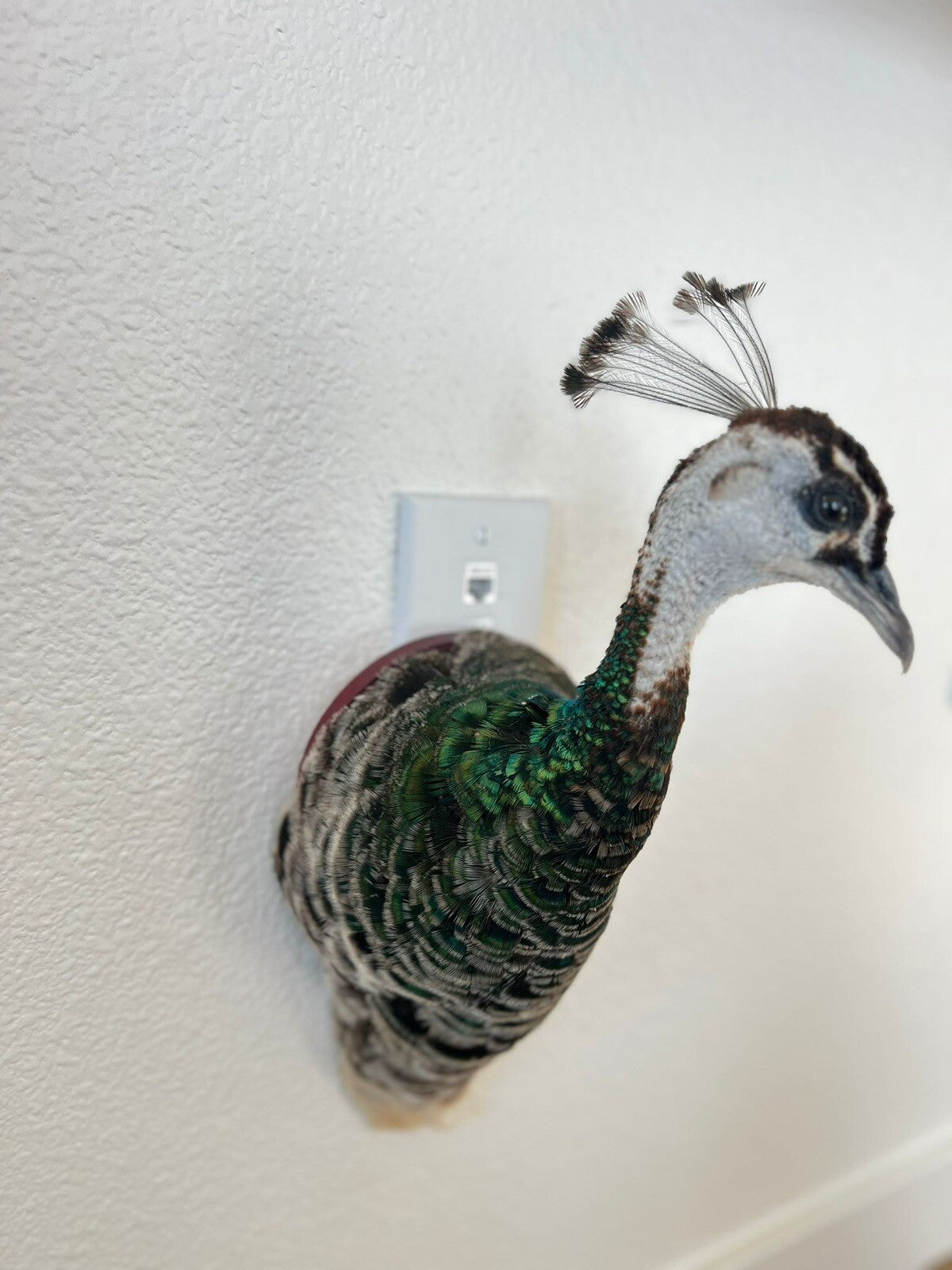 Museum quality FEMALE PEACOCK  Shoulder Taxidermy WALL-Mount