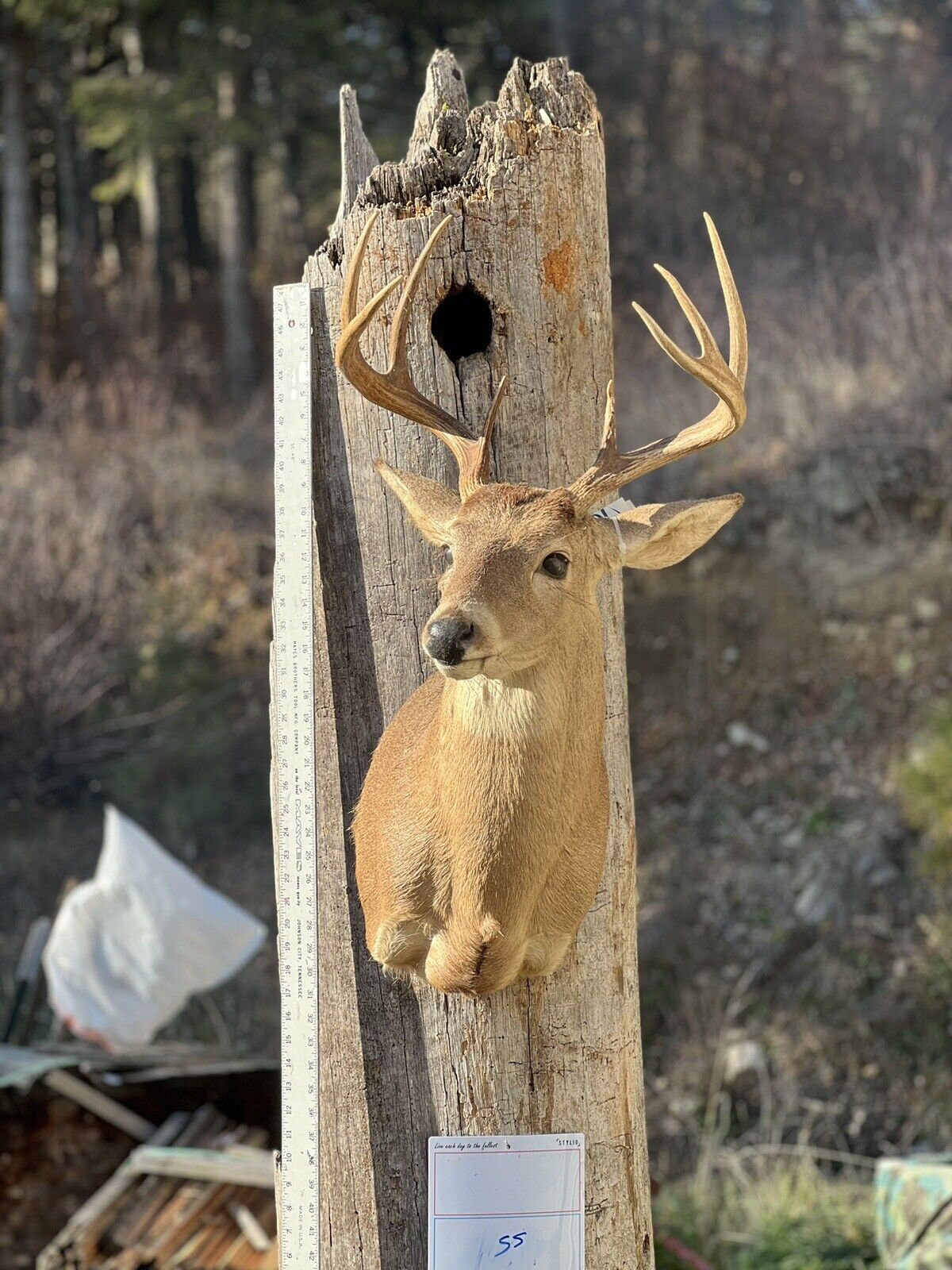 Shoulder Mount   White Tail Deer Real  Antler  Taxidermy Wall Mount